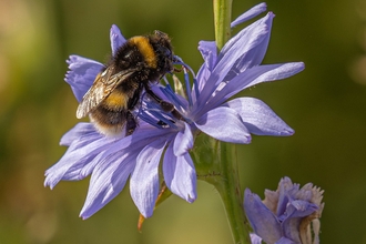 Bee feeding on chicory flower