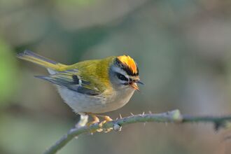 Firecrest 