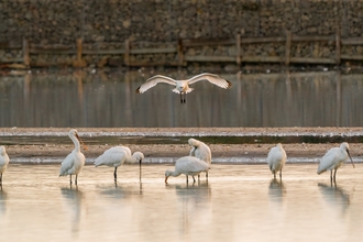 Spoonbills on Brownsea lagoon