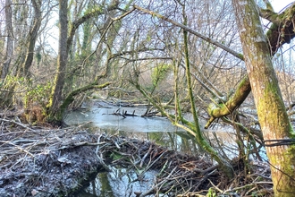 Beaver dam in winter 