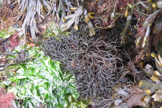 A photo showing various different species of seaweed