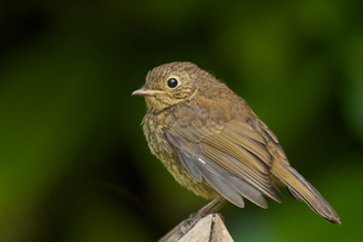 Robin fledgling 