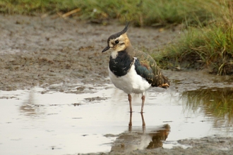 Lapwing