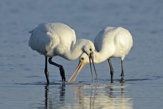 Two spoonbills