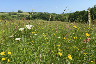 wildflower meadow at Kingcombe 