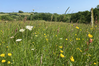 wildflower meadow at Kingcombe