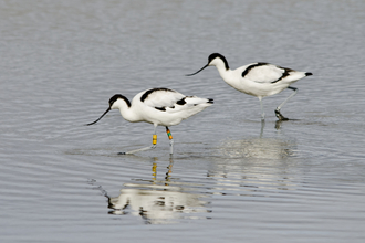 2 black and white avocet birds wading in water in the daylight. One is stooping towards the water. 