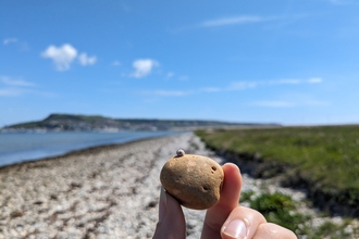 A tiny snail on a pebble which is being held with a view along the shore to Portland