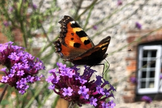 Small tortoiseshell  