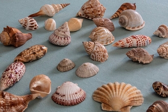 A collection of seashells
