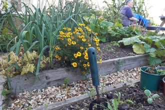 Grow Moor community garden
