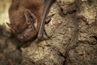 A close-up photo of a noctule bat
