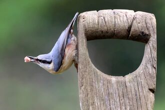 Nuthatch feeding in the garden
