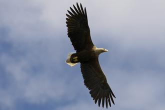 White-tailed eagle 