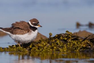 Ringed plover