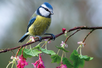 Blue tit on branch