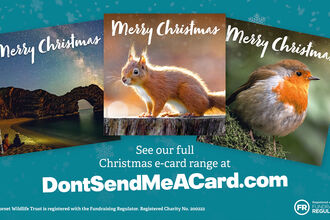 Christmas e-cards