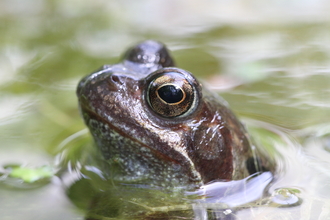 Frog head 