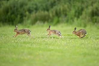 Brown hares
