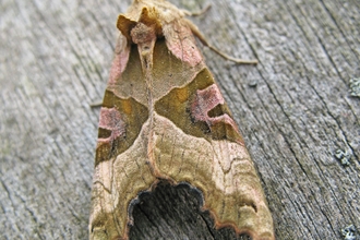 Angle shades moth on wood