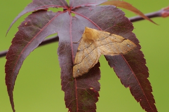 Feathered thorn moth on red leaf