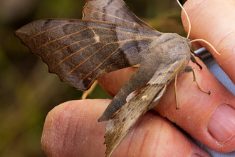 Poplar Hawkmoth on hand