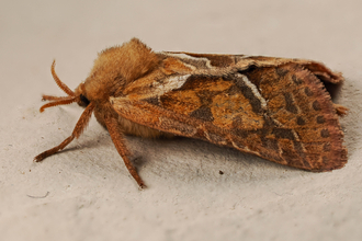 Moth on white surface