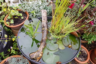 Mini garden pond