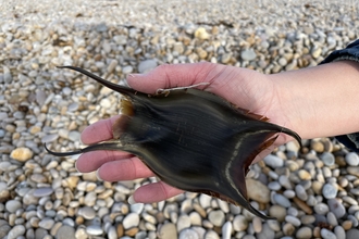 A person holding a skate eggcase, also known as a mermaid's purse, with a pebble beach in the background.