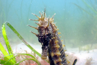 Seahorse