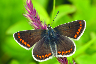Brown angus butterfly