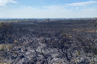Burnt heathland after Upton Heath wildfire