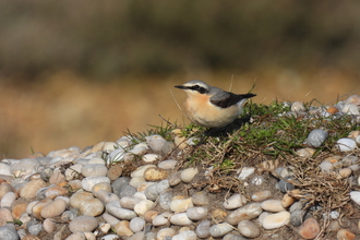 A photo of a wheatear perched on a small patch of thrift on the shingle.