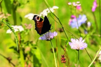 Butterfly in meadow