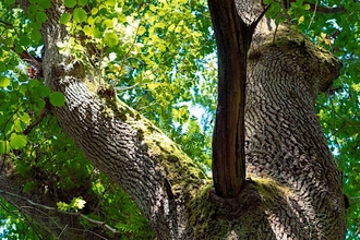 Tree with leaves