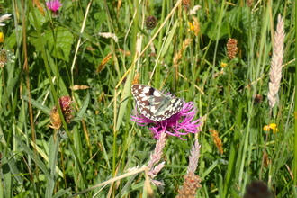 A black and white butterfly resting on a pink flower.