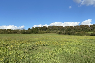 Lorton Meadows