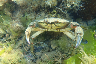 A photo of a crab taken underwater