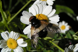 Pellucid hoverfly
