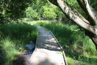Boardwalk through wet meadow