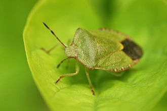 Green insect on a green leaf