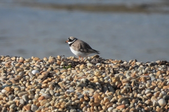 A ringed plover sat on the shingle of Chesil bank.