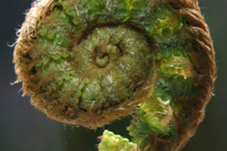 Rolled up fern
