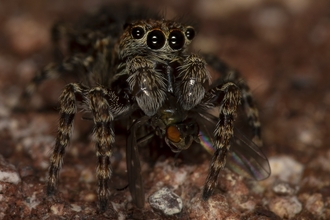 Zebra jumping spider