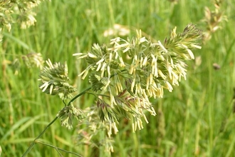 Grass with tubular flowers