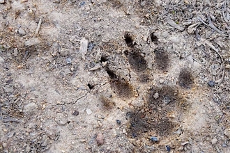 Imprint of animal footprint