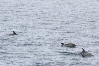 A photo showing a group of common dolphins swimming