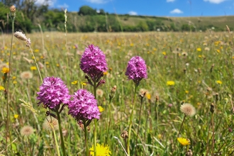 Pyramidal orchids at Lyscombe