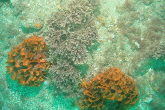 Ross corals and sponges