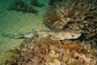 An underwater photo of a small-spotted catshark amongst seaweed